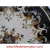 Claremont, 48" Waterjet Medallion